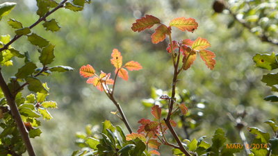 PO growing in the middle of Dutra Flat Camp