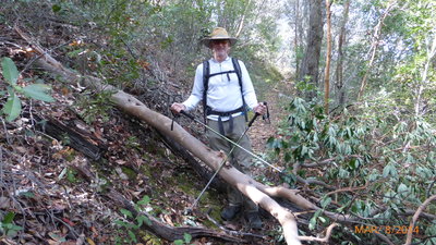New Downed Madrone