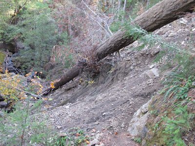 Big Tree at Spruce Creek.jpg