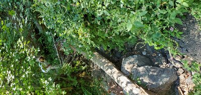 View of trail damage (from Salmon Creek side)