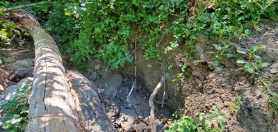 View from on top of log crossing trench