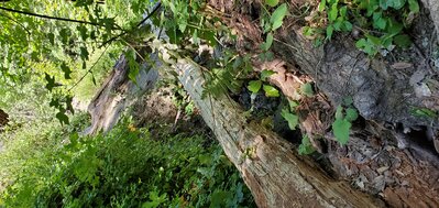 View of trail damage (from Dutra Flat side)