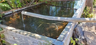 Dutra Flat-Water Flow at Spring