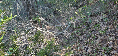 Tree down 8.jpg