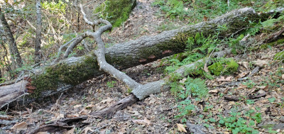 Tree down 7.jpg