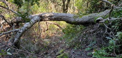 Tree down 6.jpg