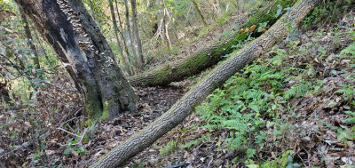 Tree down 5.jpg