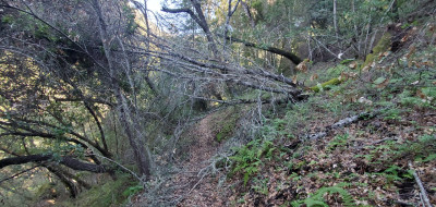 Tree down 4.jpg