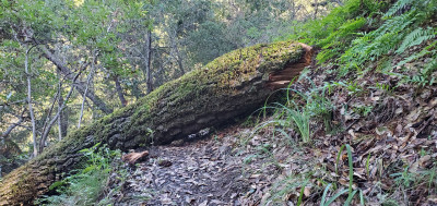 Tree down 3.jpg