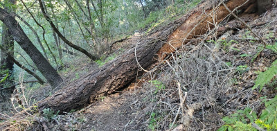 Tree down 2.jpg
