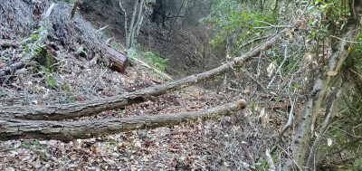 Tree down 1.jpg