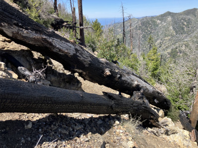 Charred deadfalls crossing trail