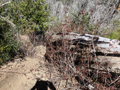 Poison oak encroachment