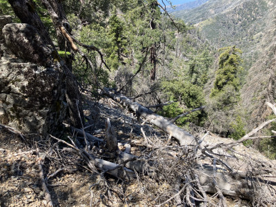 Deadfall on trail